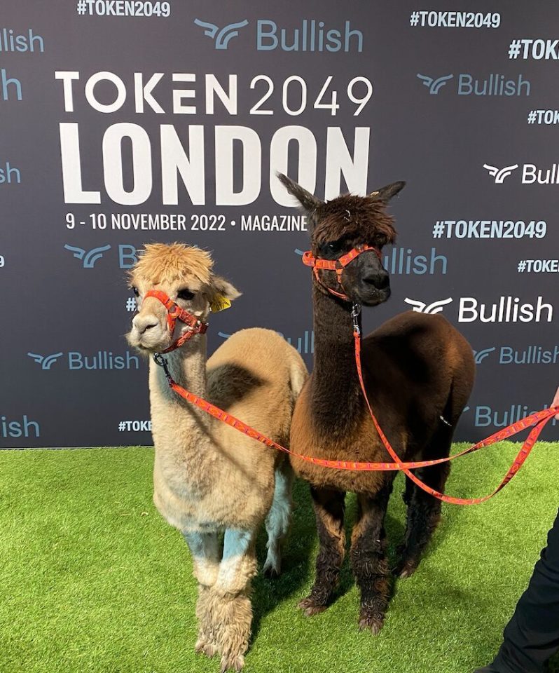 A pair of alpacas on grass at the Token 2049 conference in London